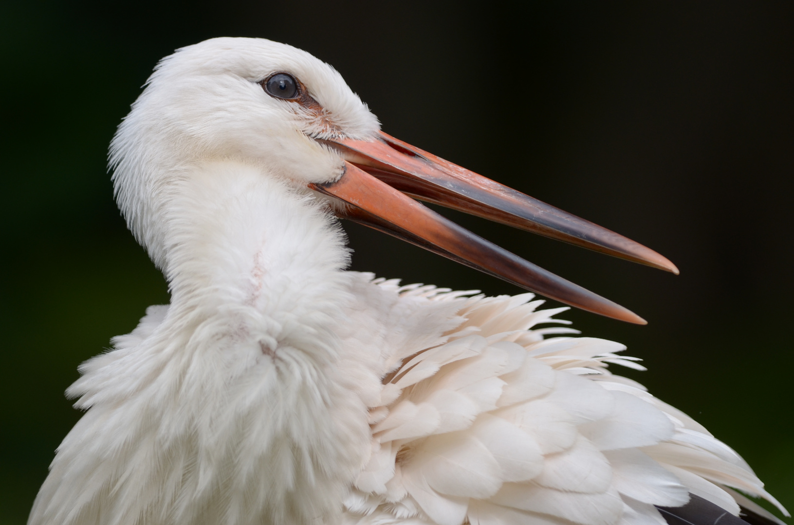 Es klappert der Storch...