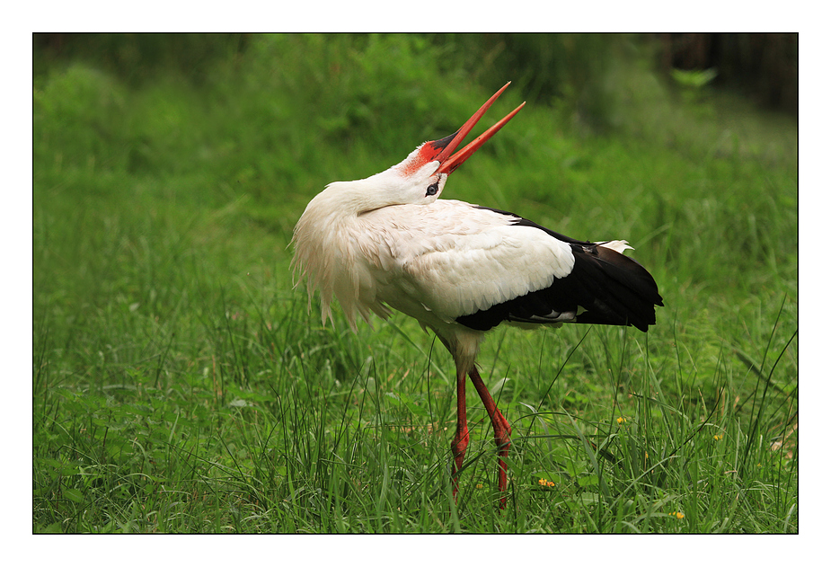 Es klappert der Storch