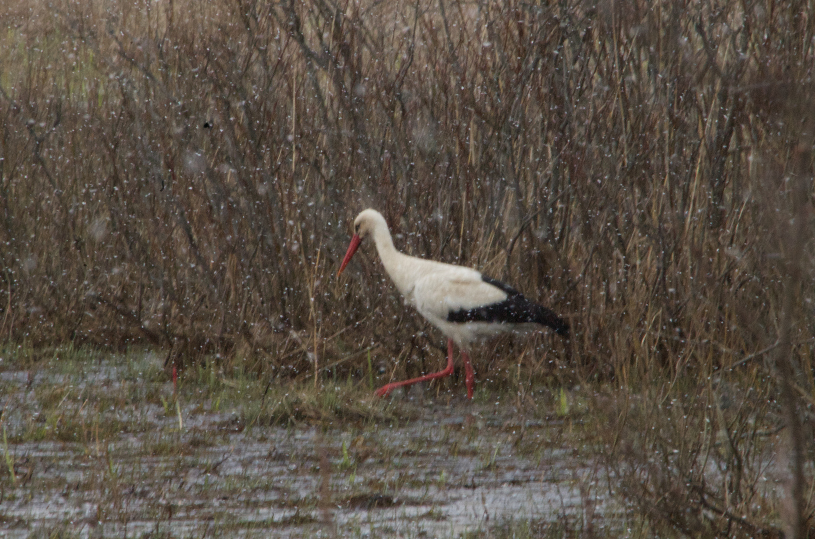 Es klappert der Storch im Schneegestöber