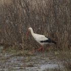 Es klappert der Storch im Schneegestöber