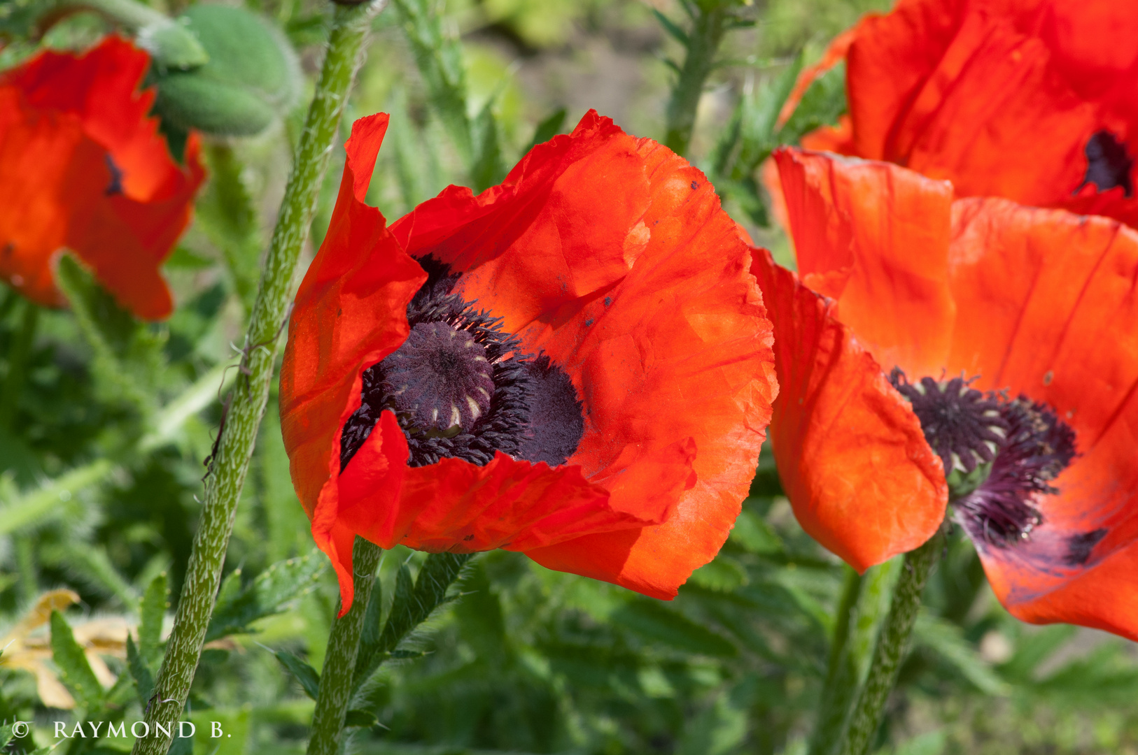 Es klatscht der Mohn