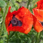 Es klatscht der Mohn