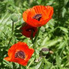 Es klatscht der Mohn....