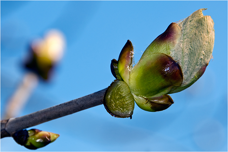 Es knospet wieder