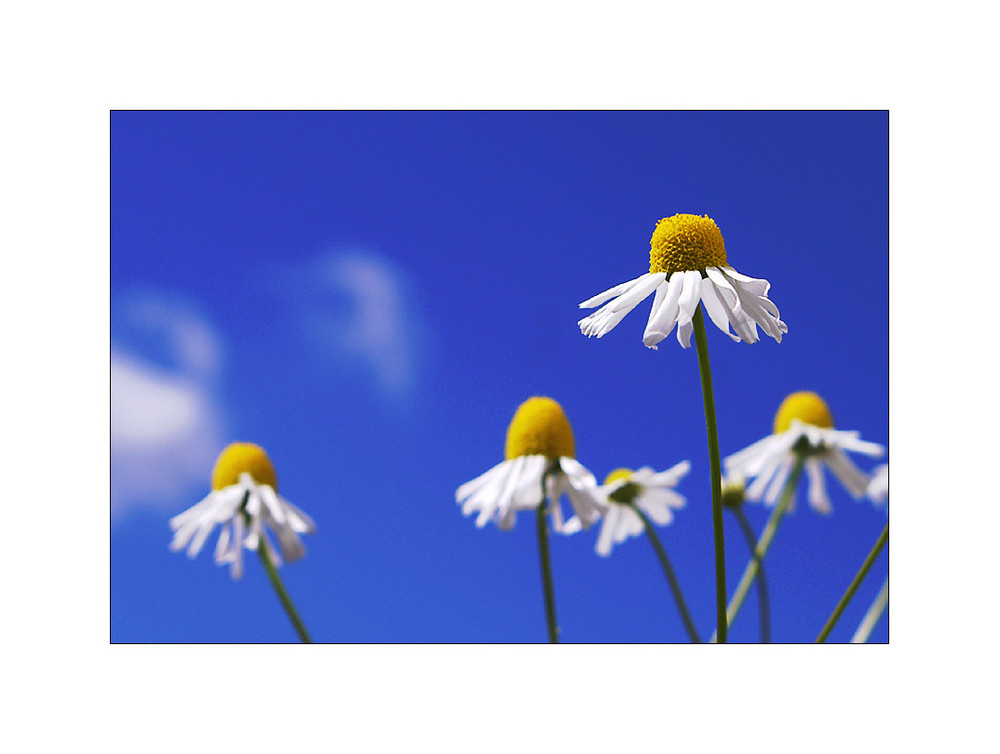 ...es könnte alles so einfach sein. Foto & Bild | stillleben, motive