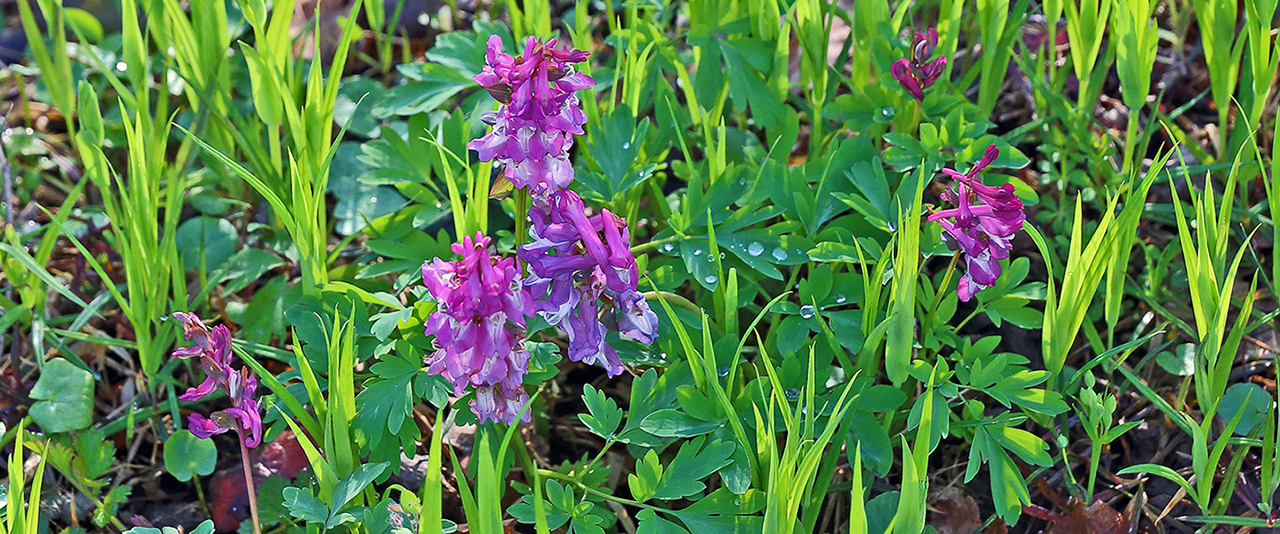 Es könnte Corydalis cava sein und da bin ich inzwischen recht sicher...