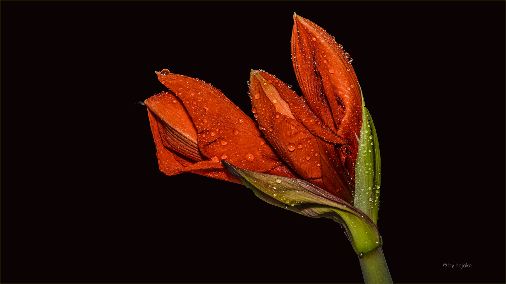 Es kommen 3 Blüten  Hippeatrum oder_Amaryllis auch Rittrerstern genannt Blütenknospe