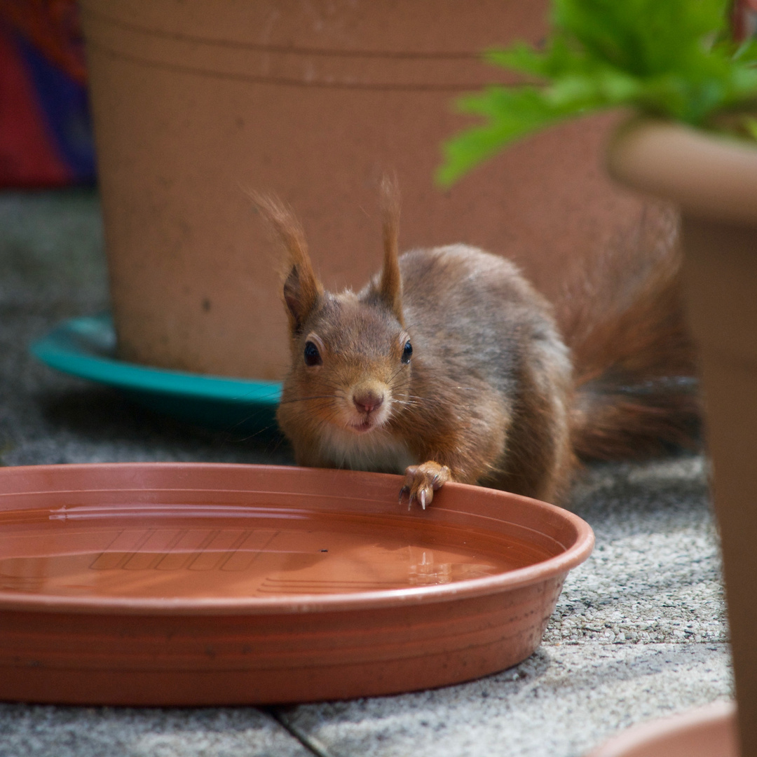 Es kommt auch ein rotes Eichhörnchen trinken