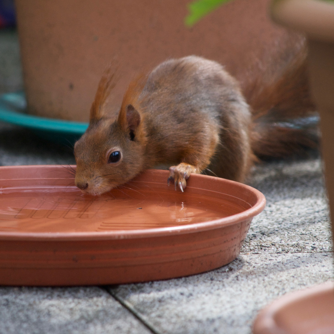 Es kommt auch ein rotes Eichhörnchen trinken