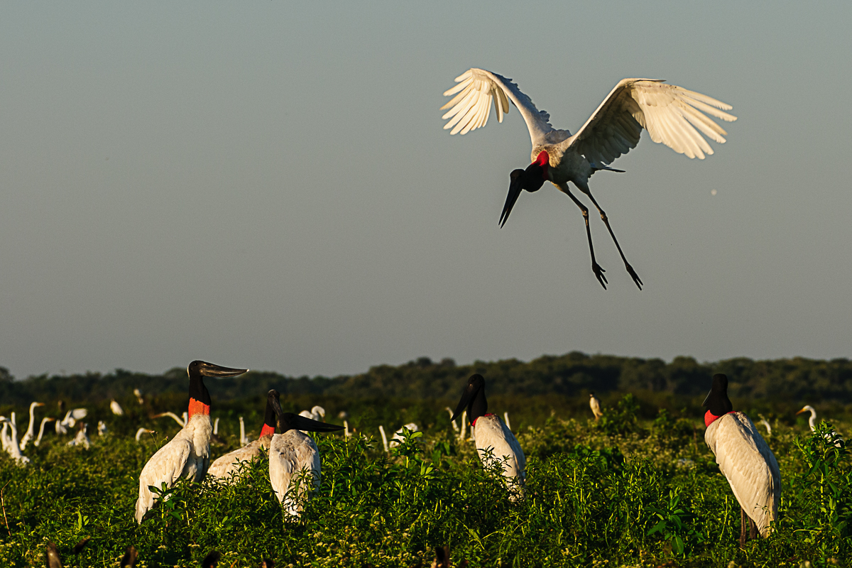 Es kommt Besuch! Jabiru Störche im Pantanal