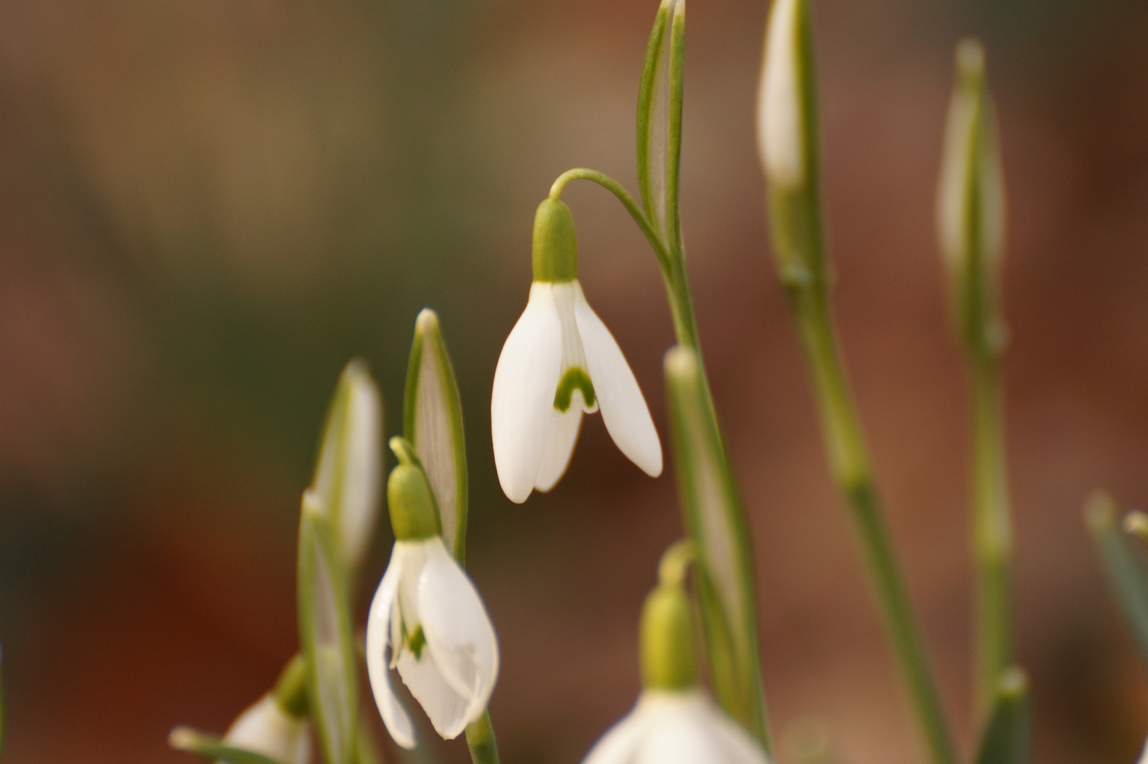 Es kommt der Frühling