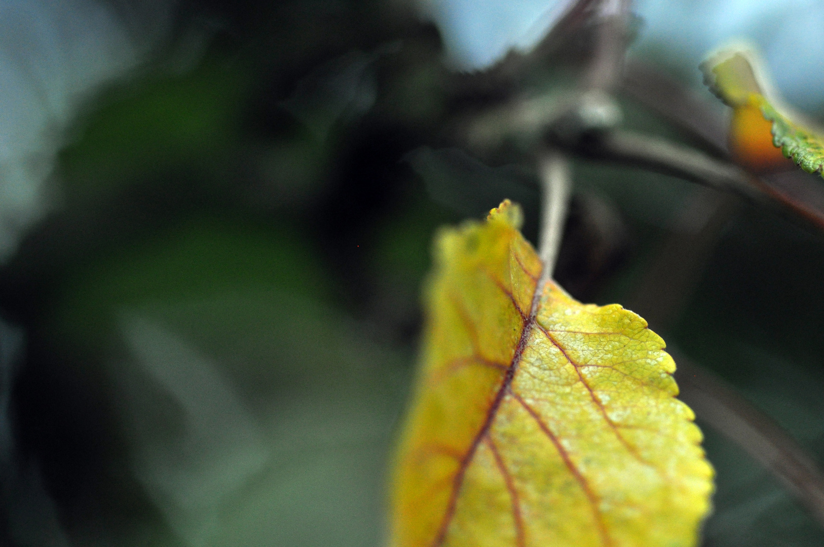 ..es kommt der Herbst...