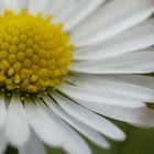 Es kommt der kleinen Frühling...