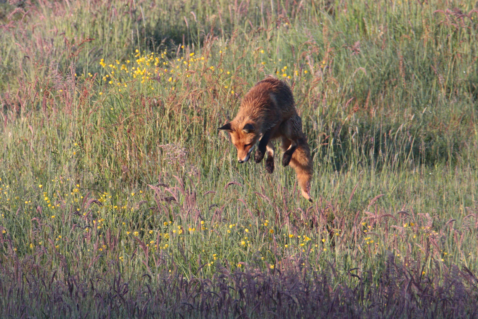 Es kommt ein Fuchs geflogen