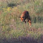 Es kommt ein Fuchs geflogen