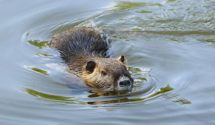 Es kommt ein Nutria geschwommen