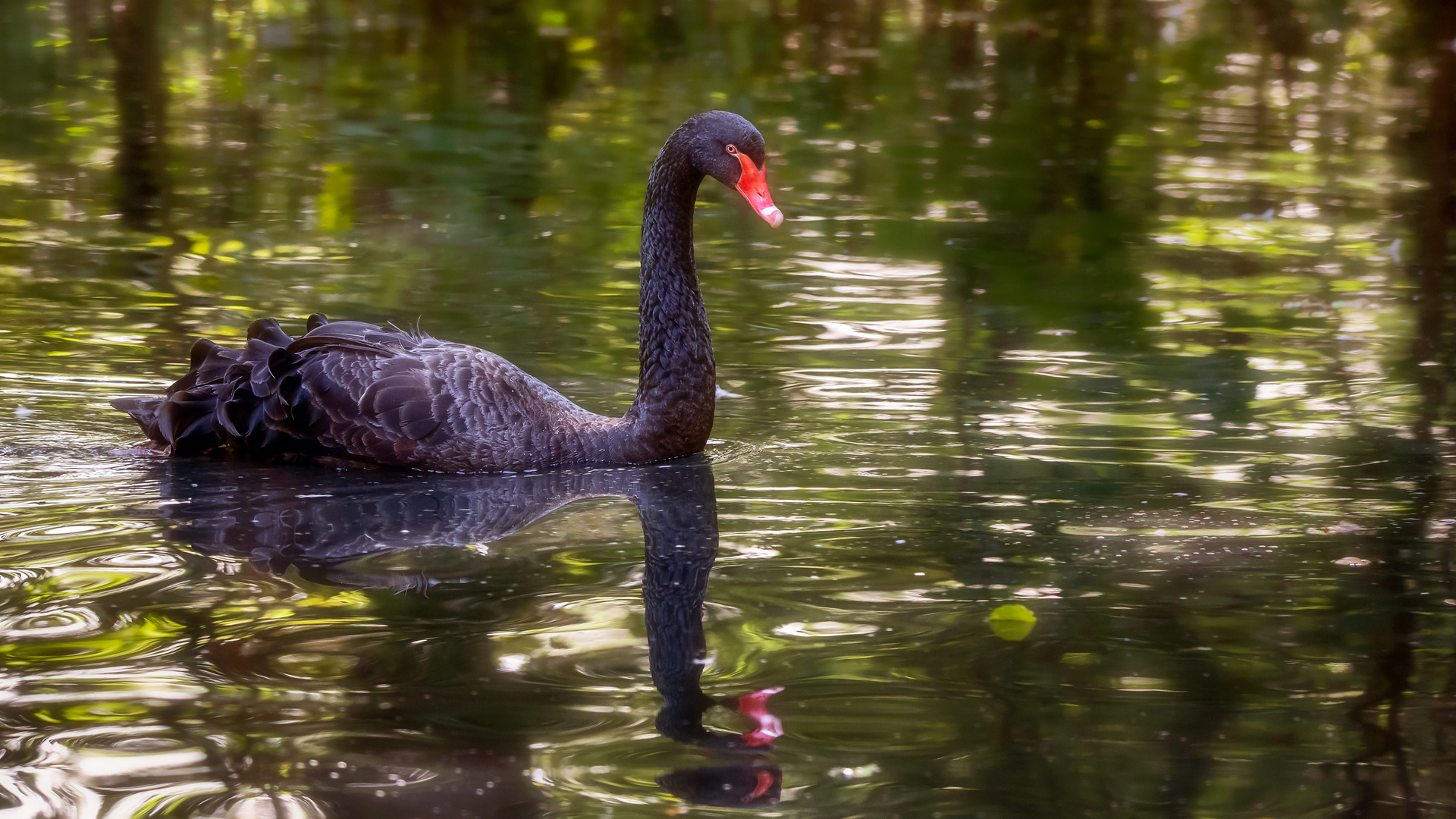 Es kommt ein Schwan zum Spiegeltag