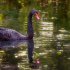 Es kommt ein Schwan zum Spiegeltag