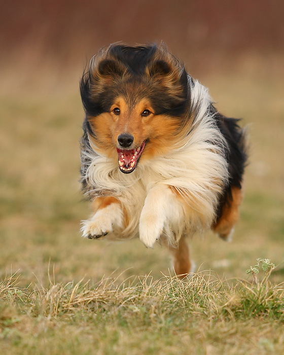 Es kommt ein Sheltie geflogen