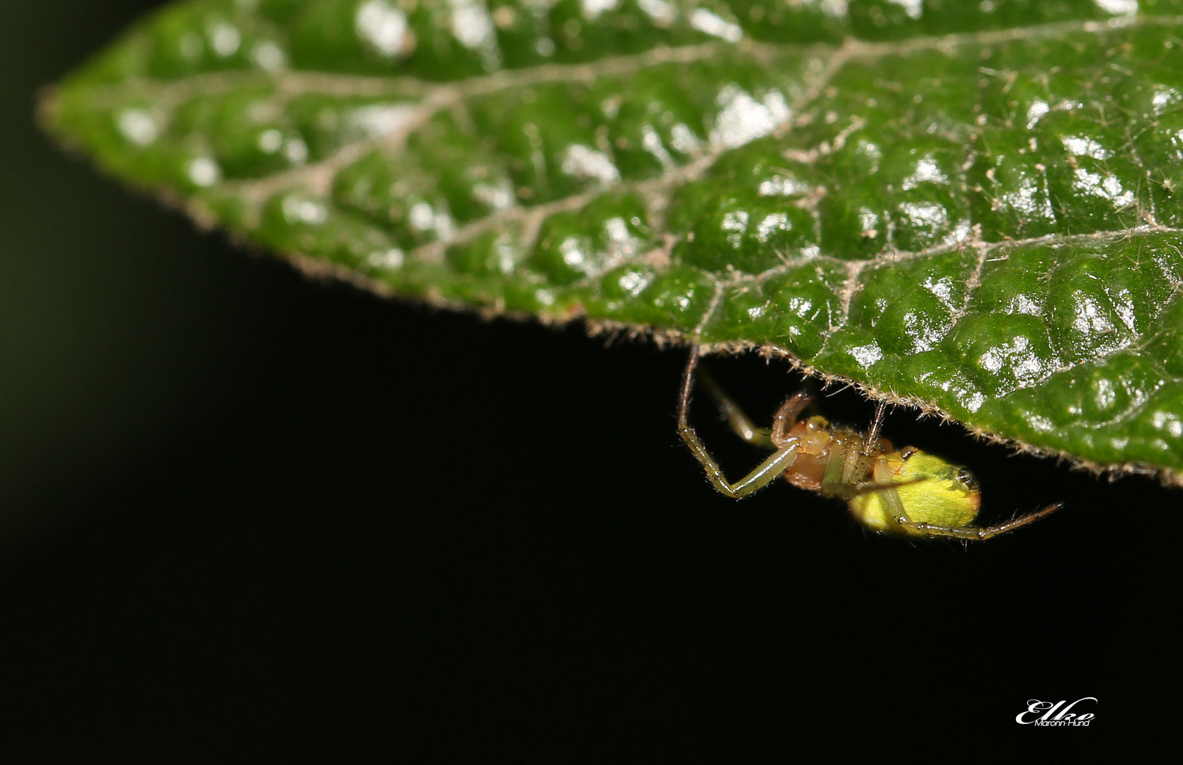 es krabbelt im Garten..