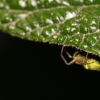 es krabbelt im Garten..