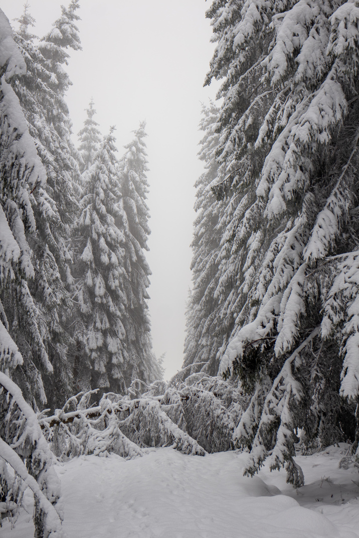 Es kracht im Wald