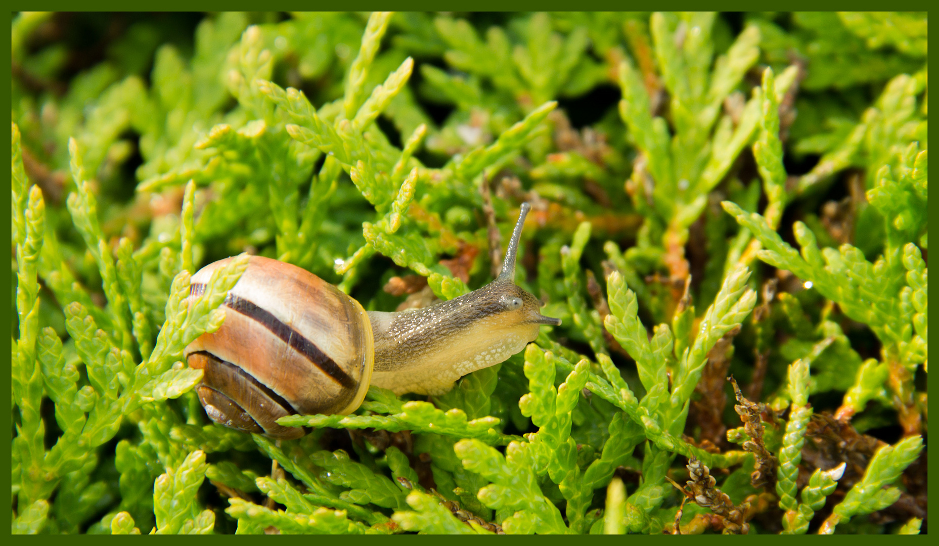 Es kriecht die Schnecke durch die Hecke ...