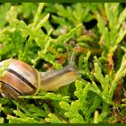 Es kriecht die Schnecke durch die Hecke ...