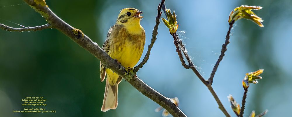 Es lacht der Vogel und singt