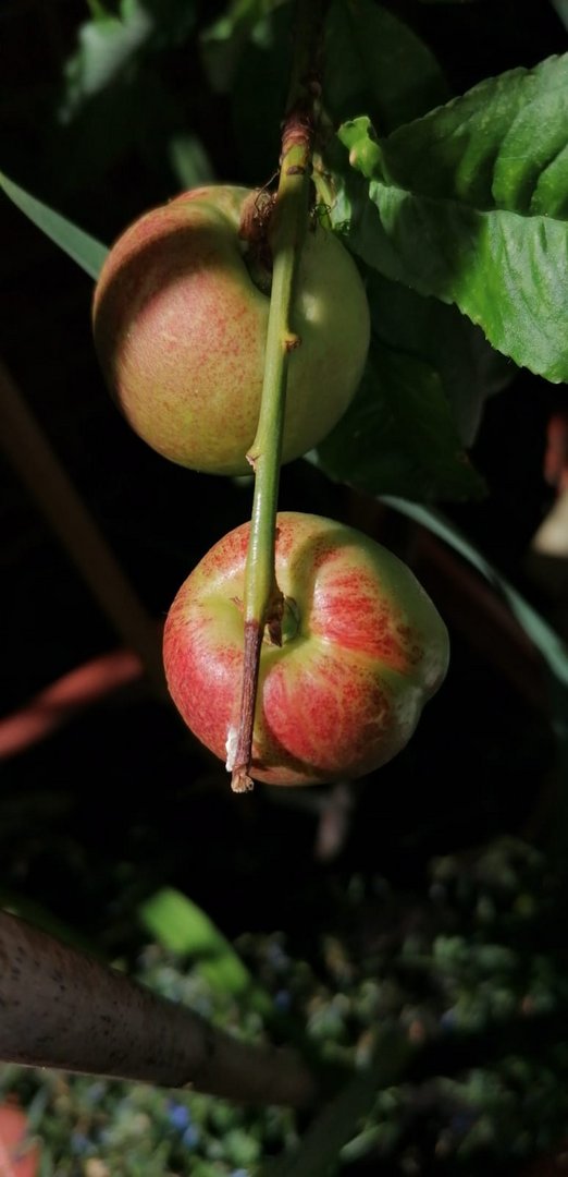 Es lacht die Frucht und mein Herz auch