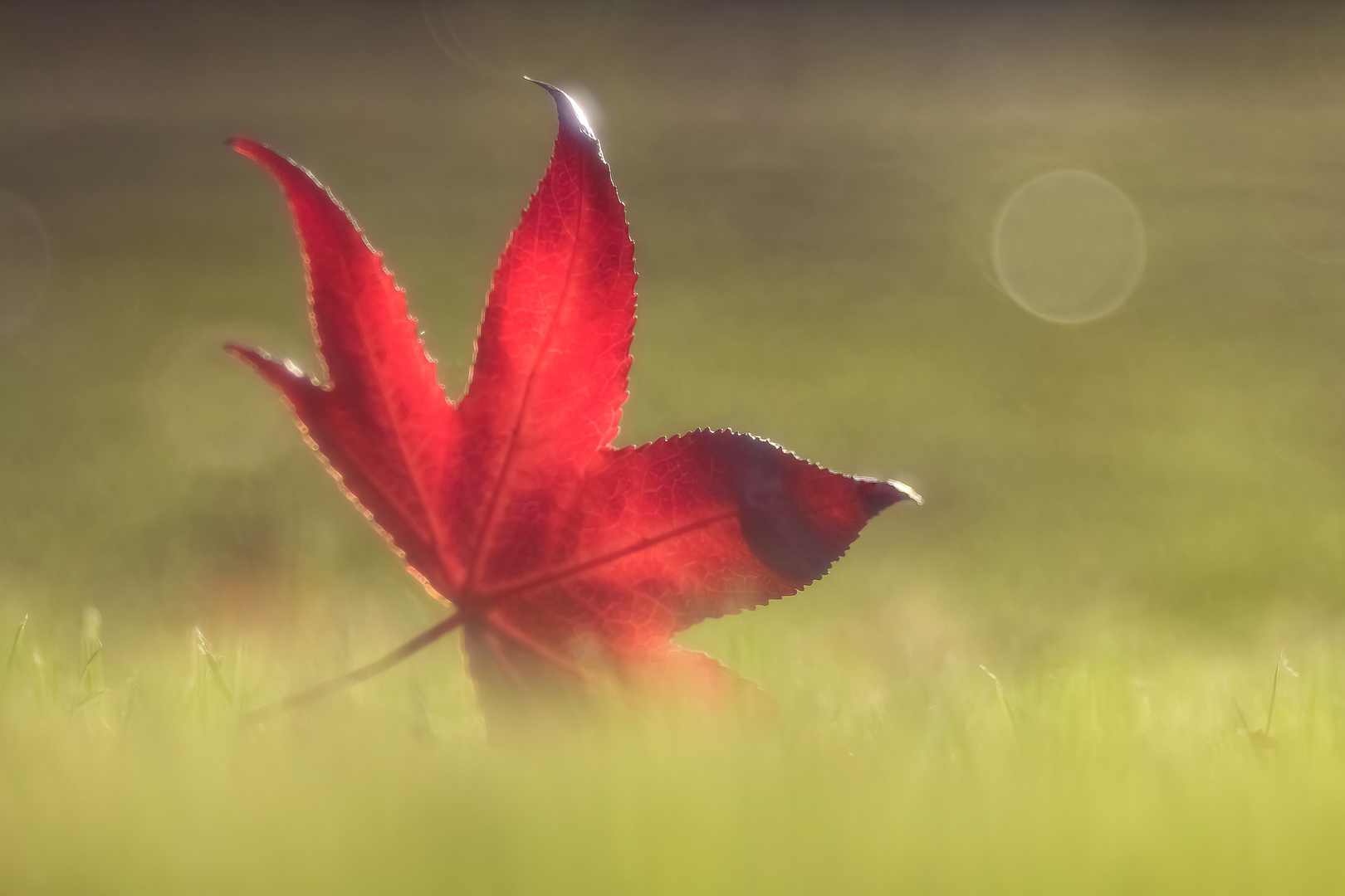 Es lächelt der Herbst