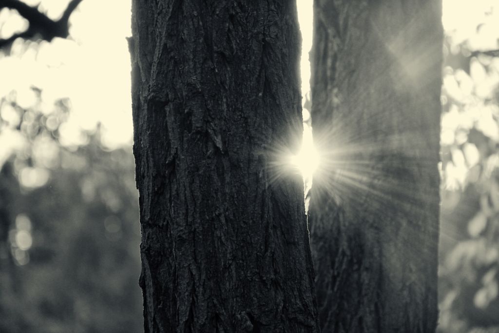 Es lärmt das Licht im Wipfel....