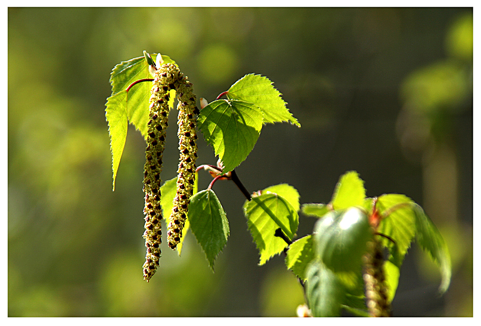 Es lässt sich nicht mehr leugnen,der Frühling ist da.