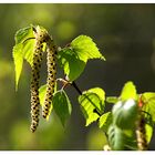 Es lässt sich nicht mehr leugnen,der Frühling ist da.