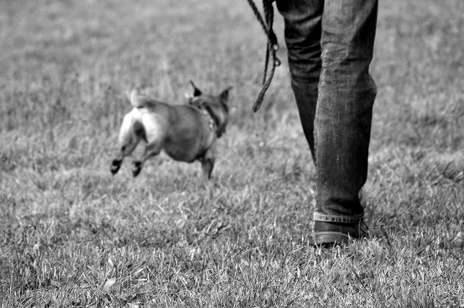 Es läuft der Mensch, es springt der Hund 