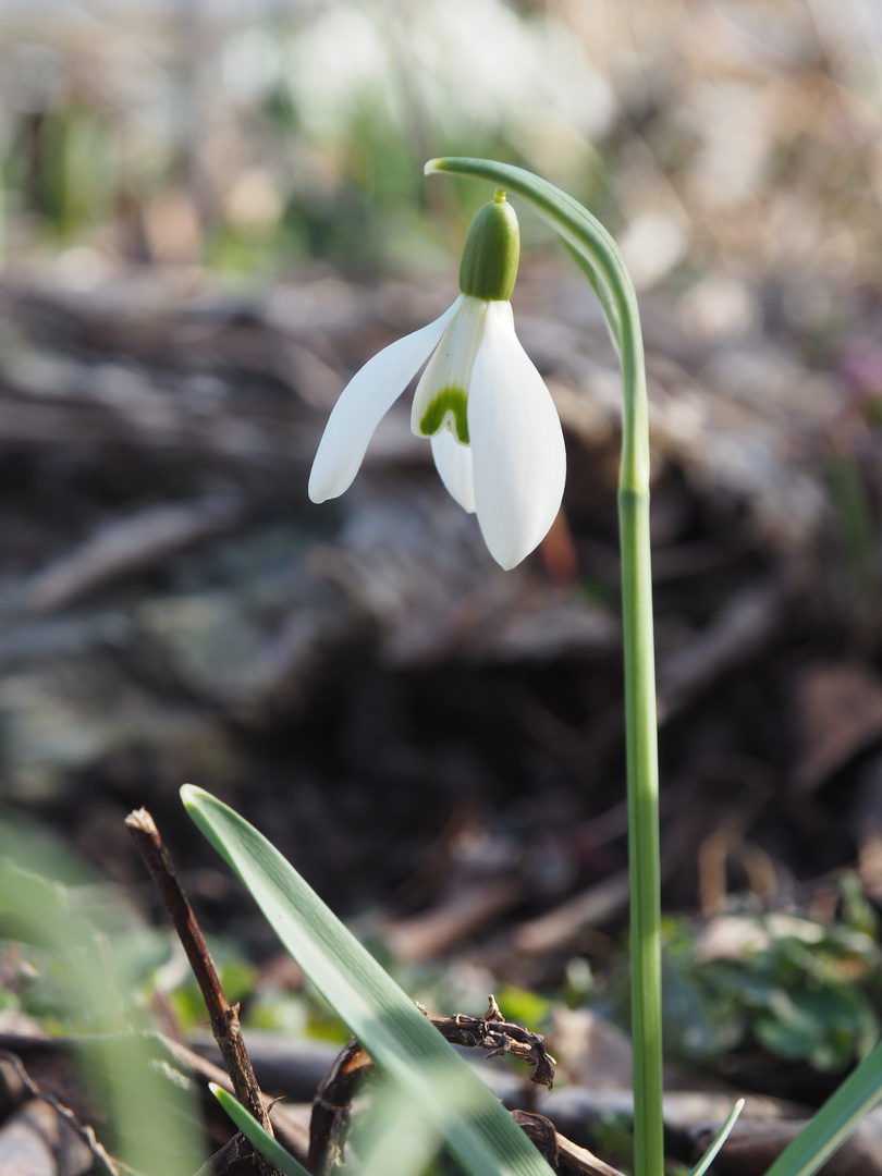 Es läutet der Frühling