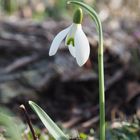 Es läutet der Frühling