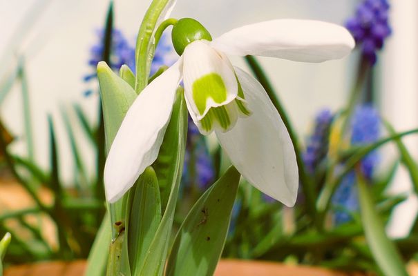 es läutet zu Mittag