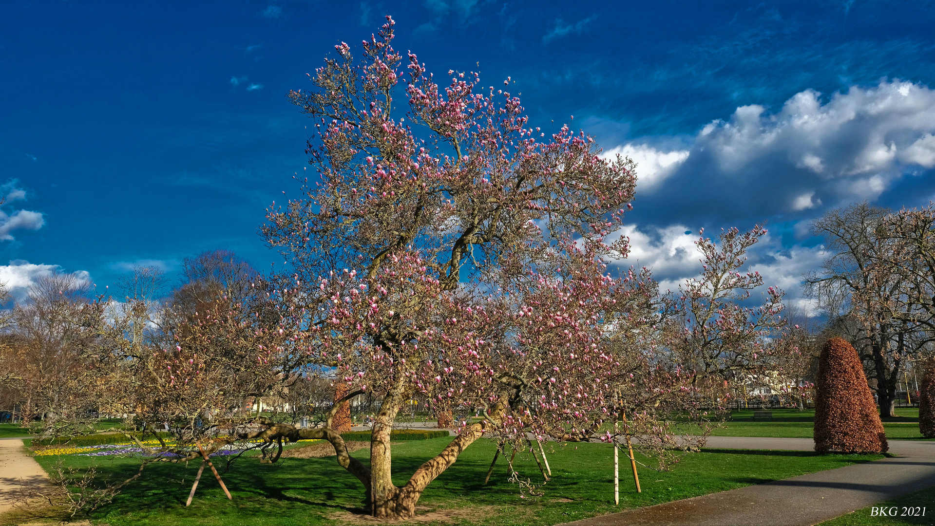 "Es lebe das Leben" - schöne Ostern mit der Magnolienblüte an Ostern im Küchengarten Gera 