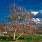 "Es lebe das Leben" - schöne Ostern mit der Magnolienblüte an Ostern im Küchengarten Gera 