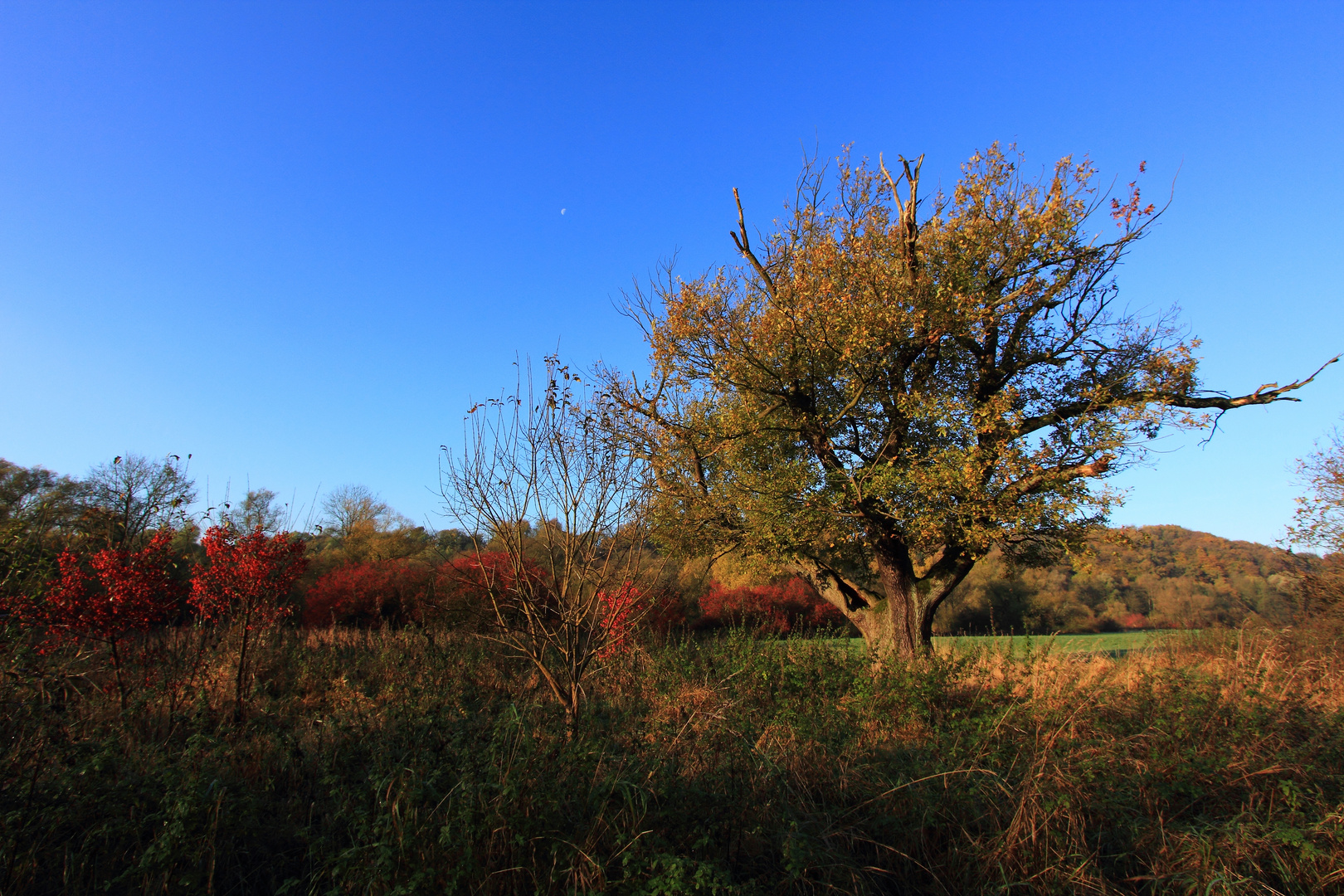 Es lebe der Baum