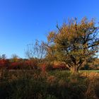 Es lebe der Baum