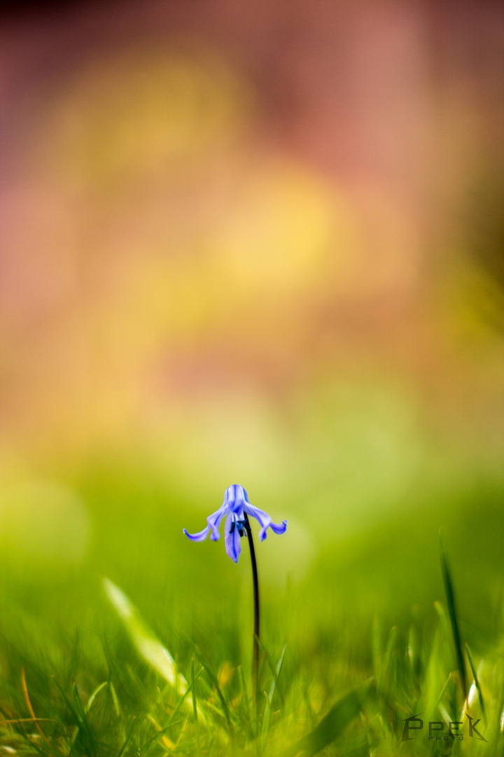 Es lebe der Blaustern