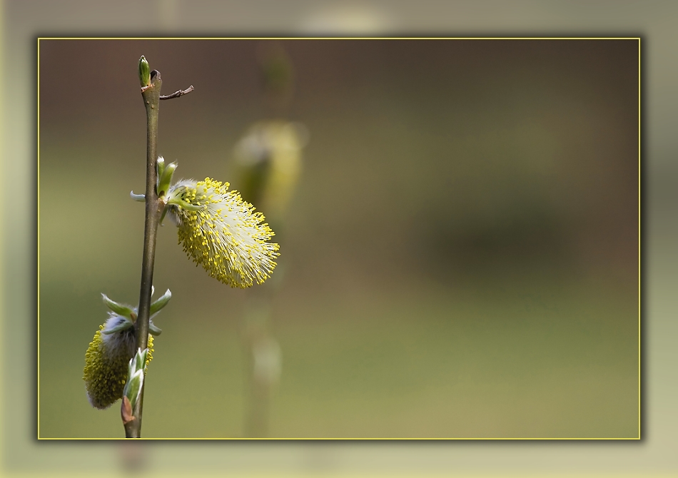 Es lebe der Frühling