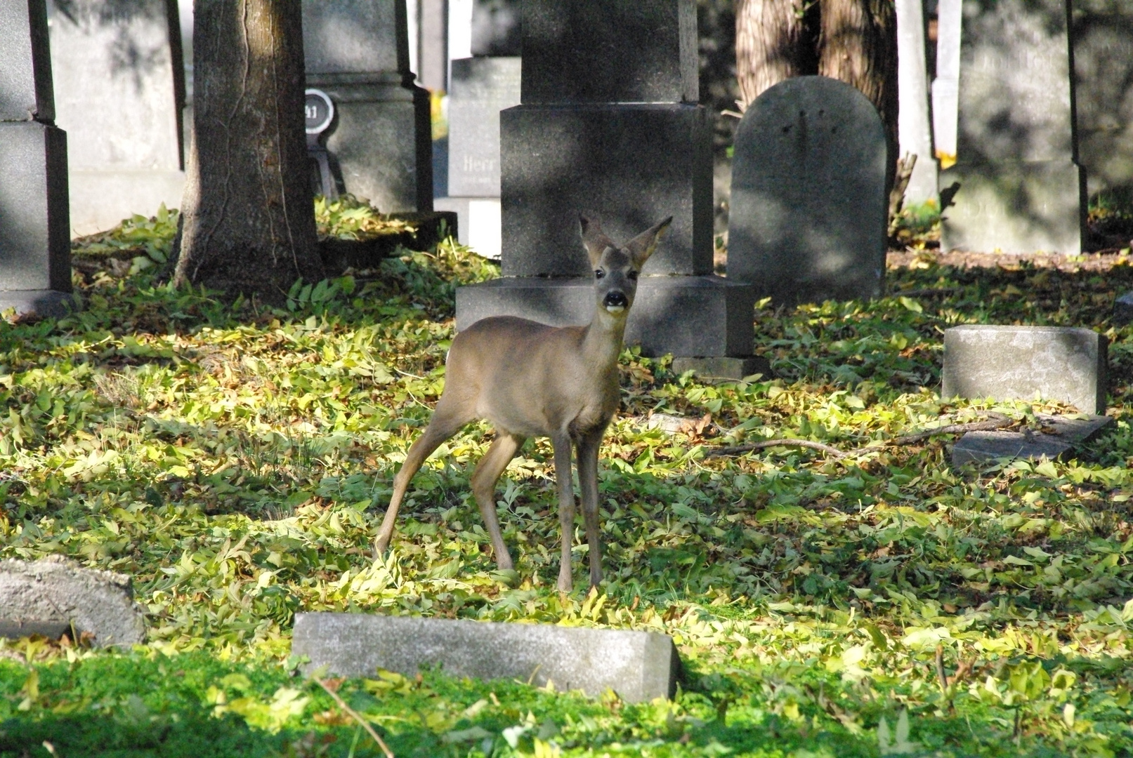 Es lebe der Zentralfriedhof 