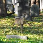 Es lebe der Zentralfriedhof 