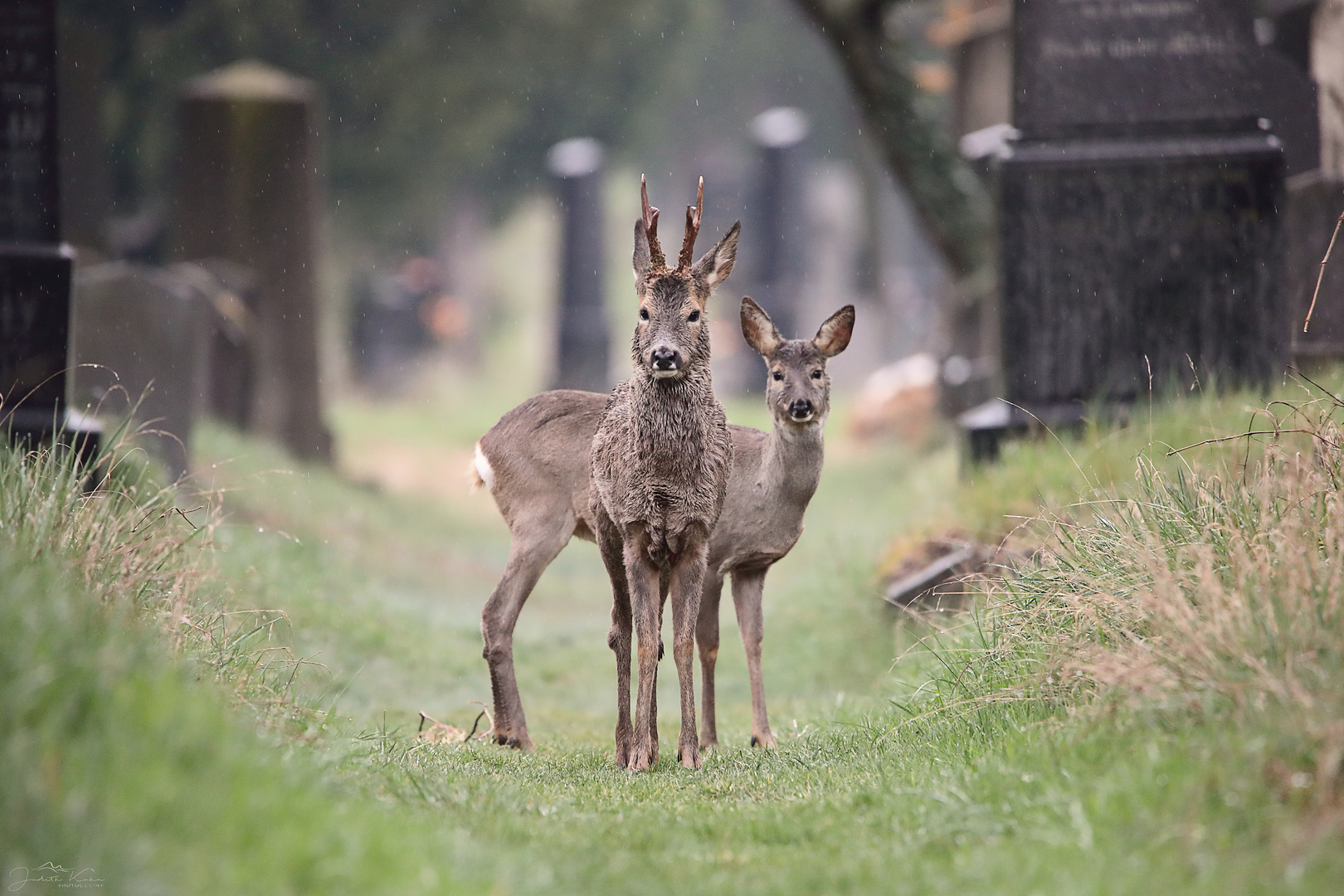 Es lebe der Zentralfriedhof