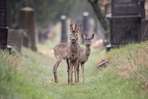 Es lebe der Zentralfriedhof