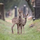 Es lebe der Zentralfriedhof