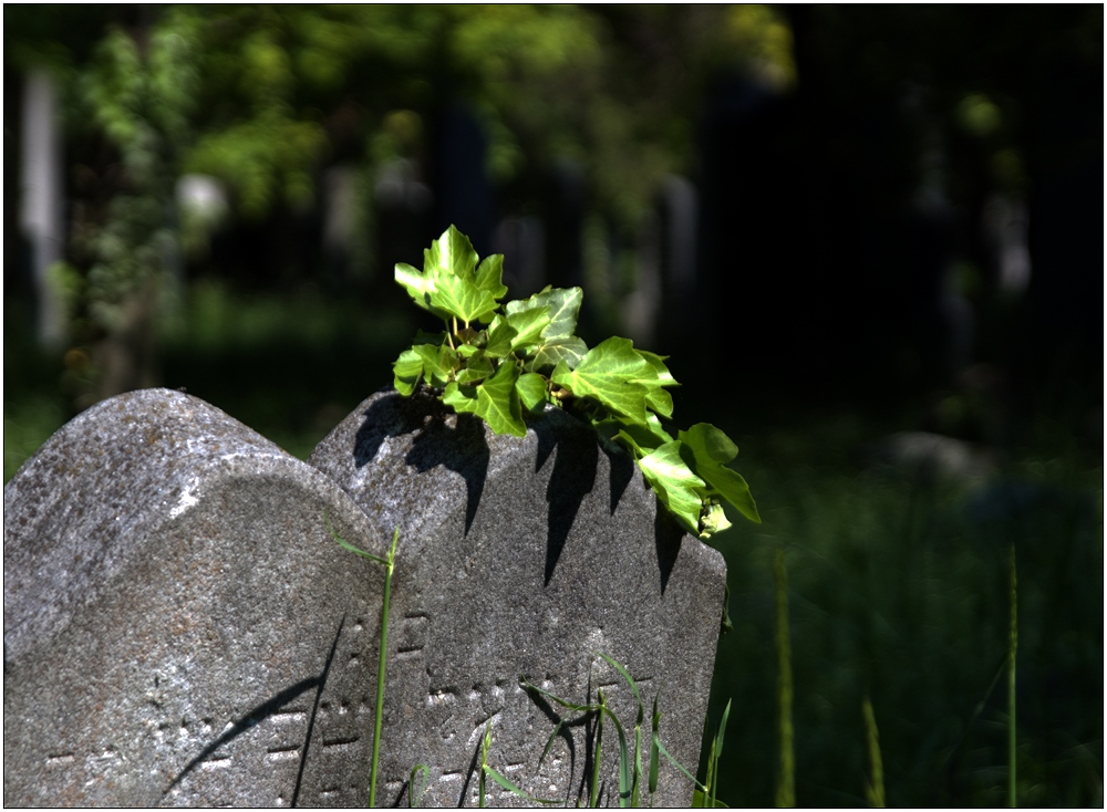 ... es lebe der Zentralfriedhof ...